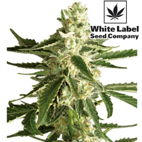 kvet / šiška marihuany White Diesel Haze Automatizované (3 semienka) od White Label