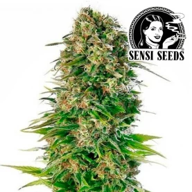 marihuana Hindu Kush Automat - kvet konope Sensi Seeds