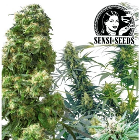 Outdoor Mix - Konopné semená Sensi Seeds - ukážka