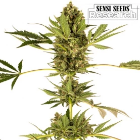 Hindu Kush CBD / Sensi No.49 CBD Feminizované (3 semienka)