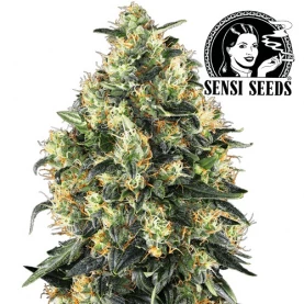 Super Skunk Automatizovaný - marihuanový kvet