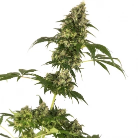 Konopné semienko Cobalt Haze Sensi Seeds - KVET - Darčekový SET Sensi Seeds so semienkom 2021