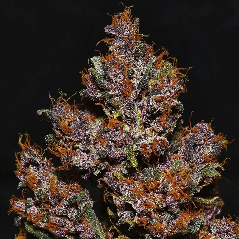 šiška / kvet marihuany Crystal Meth (3 semená) Auto - Semená marihuany Fast Buds