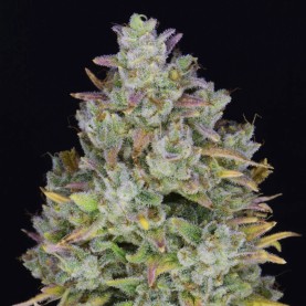 Fast Buds Gelato (3 semená) - Automatické