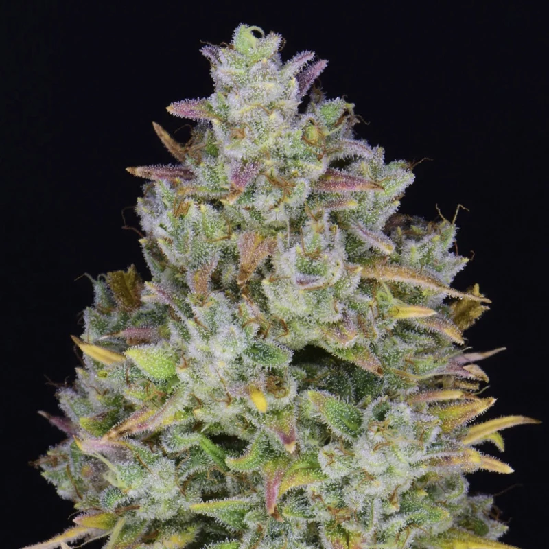 šiška / kvet detail - Gelato Auto (3 semená) Auto - Semená marihuany Fast Buds