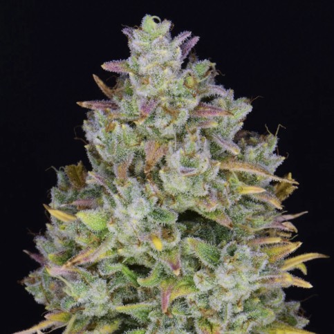 šiška / kvet detail - Gelato Auto (3 semená) Auto - Semená marihuany Fast Buds