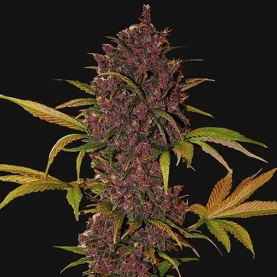 kvet (šiška) - LSD-25 (3 semená) Auto - Semená marihuany Fast Buds