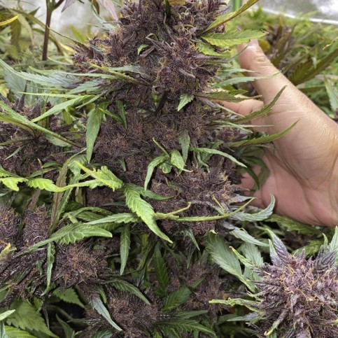 fialové šišky / kvety - detail - LSD-25 (3 semená) Auto - Semená marihuany Fast Buds