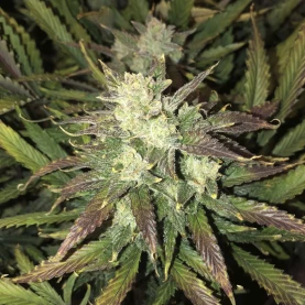 šiška marihuany Gorilla Glue (3 semená) Auto - Semená marihuany Fast Buds