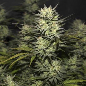 šiška marihuany - odroda Original Auto Northern Lights (3 semená) - Semená marihuany Fast Buds