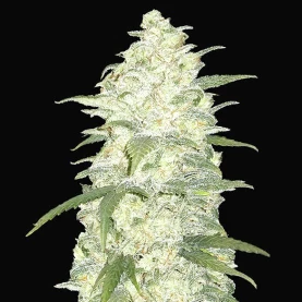 kvet marihuany odrody Original Auto White Widow
