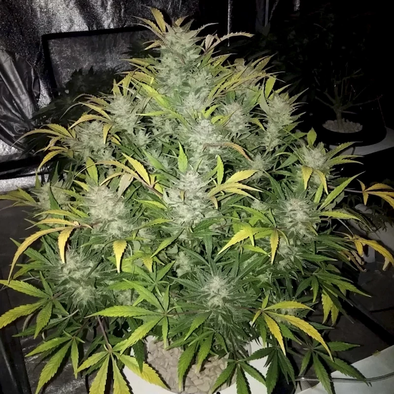 rastlina marihuany odrody Original Auto White Widow