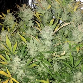 kvety marihuany odrody Original Auto White Widow od Fast Buds