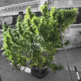 rastlina marihuany - outdoor - Gorilla Glue (3 semená) Auto - Semená marihuany Fast Buds