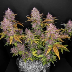 celá rastlina marihuany a fialové šišky / kvety - detail - LSD-25 (3 semená) Auto - Semená marihuany Fast Buds