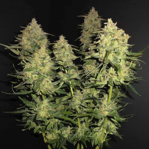Lemon AK (3 semená) Auto - Semená marihuany Fast Buds - celá rastlina vnútri