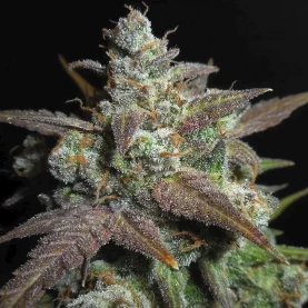 Lemon AK (3 semená) Auto - Semená marihuany Fast Buds - detail ma trichómy marihuany