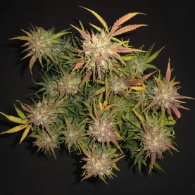 Lemon AK (3 semená) Auto - Semená marihuany Fast Buds - celá rastlina marihuany vnútri pohľad zhora