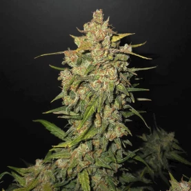 Lemon AK (3 semená) Auto - Semená marihuany Fast Buds - detail na celý kvet konope