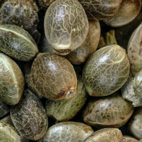 semienka Sweet Tangerine Tango Automatic - Konopné semená White Label Seed Company