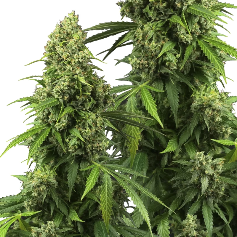 šišky/puky marihuany Sensi Seeds Research odroda Honey Melon Kush Automatic