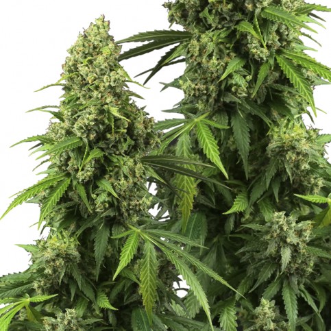 šišky/puky marihuany Sensi Seeds Research odroda Honey Melon Kush Automatic
