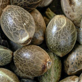 semená marihuany Sensi Seeds Research odroda Honey Melon Kush Automatic