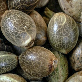 detail na semená marihuany Purple Skunk Automatic od Sensi Seeds Research