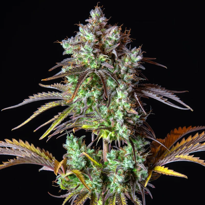 Original Auto Big Bud (3 semená) Auto - Semená marihuany Fast Buds