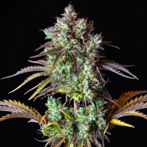 Original Auto Big Bud (3 semená) Auto - Semená marihuany Fast Buds