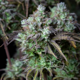 Original Auto Big Bud (3 semená) Auto - Semená marihuany Fast Buds