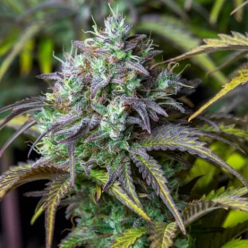 Original Auto Big Bud (3 semená) Auto - Semená marihuany Fast Buds