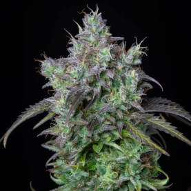 Original Auto Big Bud (3 semená) Auto - Semená marihuany Fast Buds