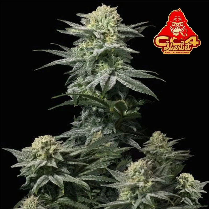 Semená marihuany Fast Buds GG4 Sherbet FF (3 semená)