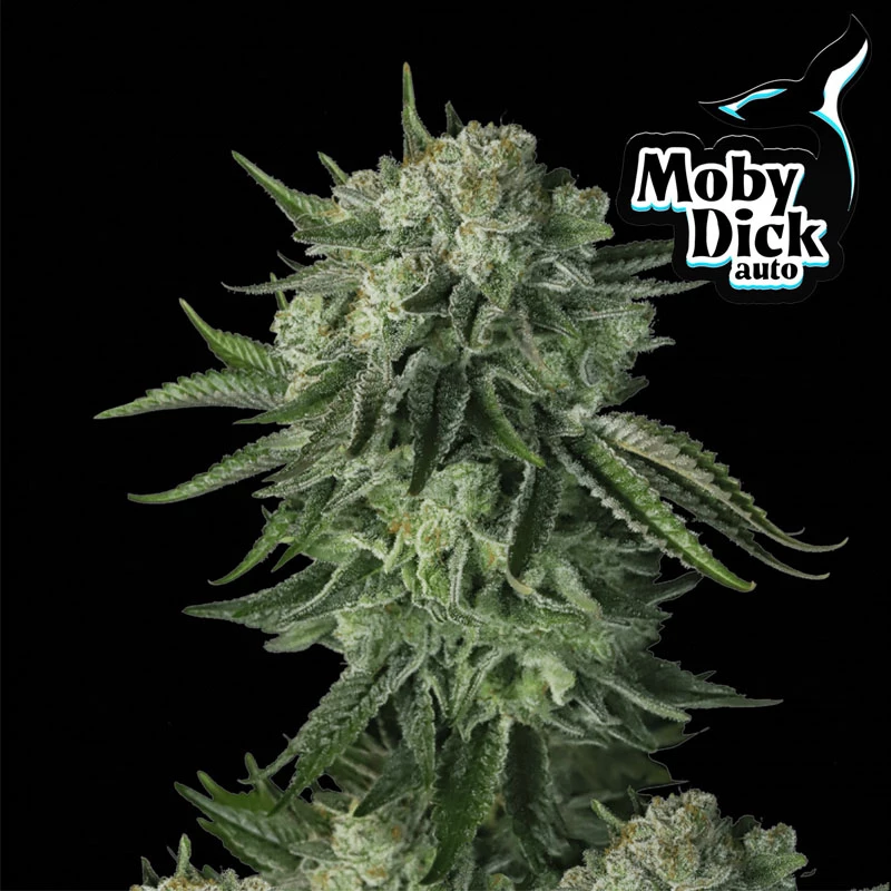 Semená marihuany Fast Buds Original Auto Moby Dick (3 semená)