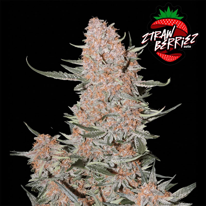 Semená marihuany Fast Buds Ztrawberriez (3 semená)