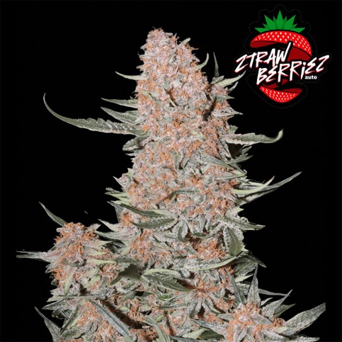 Semená marihuany Fast Buds Ztrawberriez (3 semená)