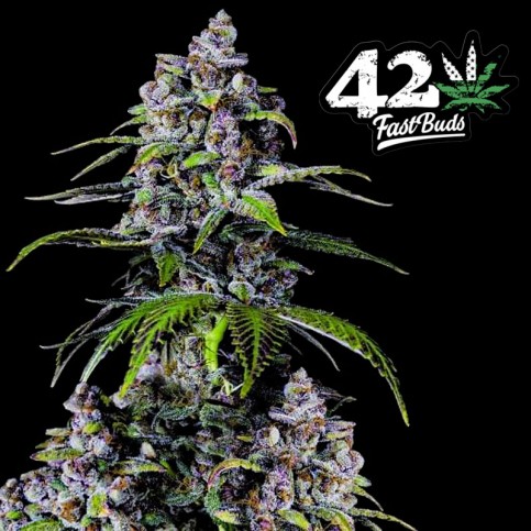 Fast Buds Purple Lemonade FF (3 semená)