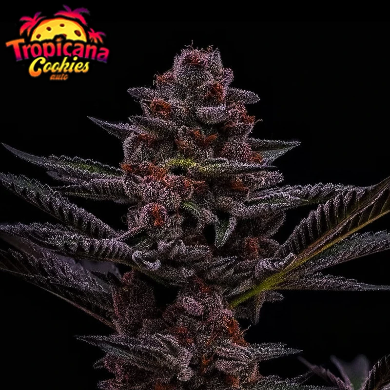 FB Tropicana Cookies FF (3 semená)