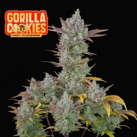 FB Gorilla Cookies FF (3 semená) - výnos