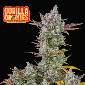 FB Gorilla Cookies FF (3 semená)