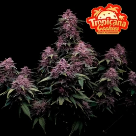 FB Tropicana Cookies FF (3 semená) - výnos