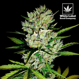 WL - Super Skunk automatic feminised (3 semienka)