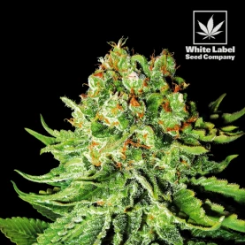 WL - Northert Light Automatic Feminised (3 semená)
