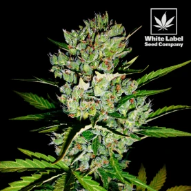 WL - Skunk no.1 automatic feminised (3 semienka)