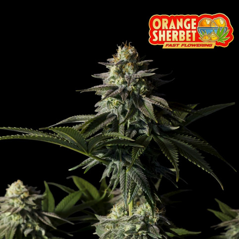 Fast Buds Orange Sherbet FF (3 semená) - Feminizované