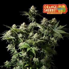 Fast Buds Orange Sherbet FF (3 semená) - Feminizované - pohlad na kvet