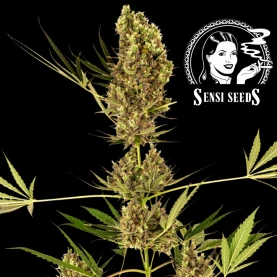 Sensi Seeds Apline Delight CBD (3 semená) - Automatické- kvet