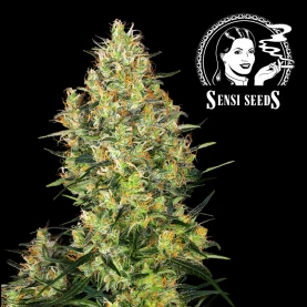 Sensi Seeds Shiva Skunk (5 semien) - Automatické