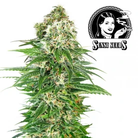 Sensi Seeds Early Skunk (3 semená) - Automatické - kvet